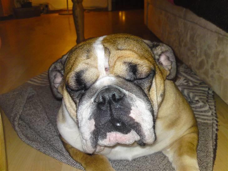 Engelsk bulldog Dixi Gromadka Bubiny *RIP* billede 6