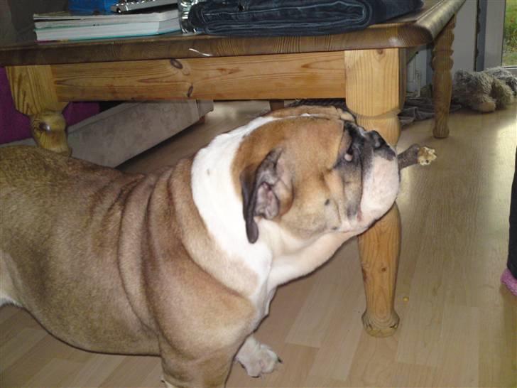 Engelsk bulldog Dixi Gromadka Bubiny *RIP* billede 7