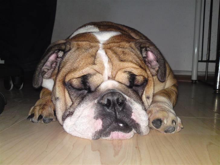Engelsk bulldog Dixi Gromadka Bubiny *RIP* billede 8