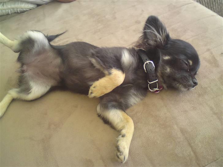 Chihuahua Luca - Luksusdyret billede 6