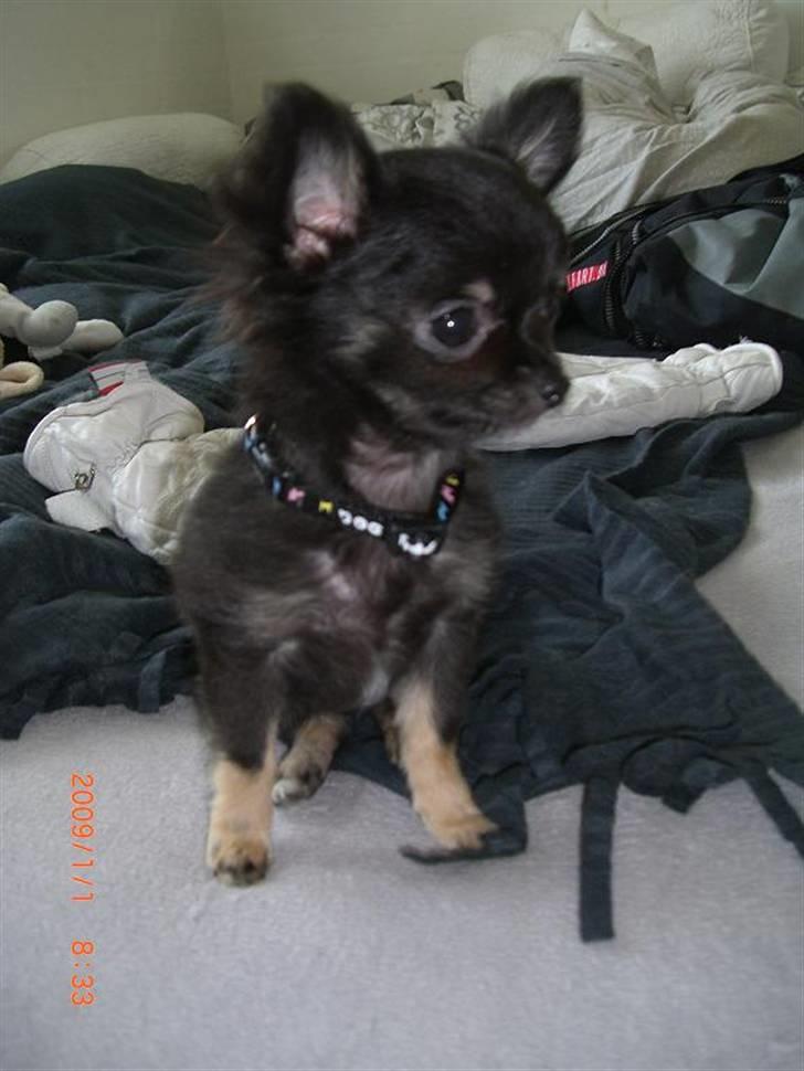 Chihuahua Luca billede 7