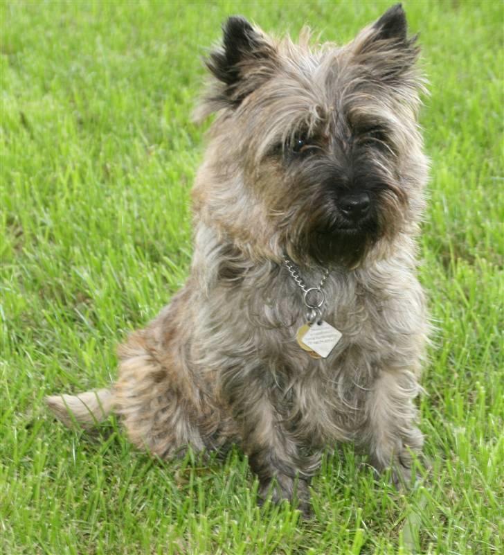 Cairn terrier Cairn-Bechgaard`s Freja  - Se mig - klar til ballade!! billede 1