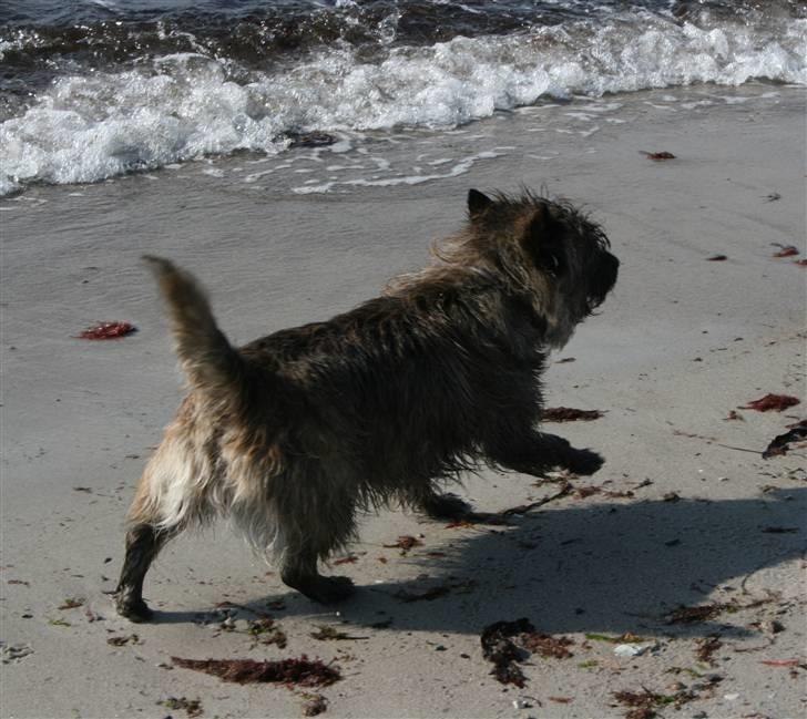 Cairn terrier Cairn-Bechgaard`s Freja  - Sand er hot - vand er not!! billede 2