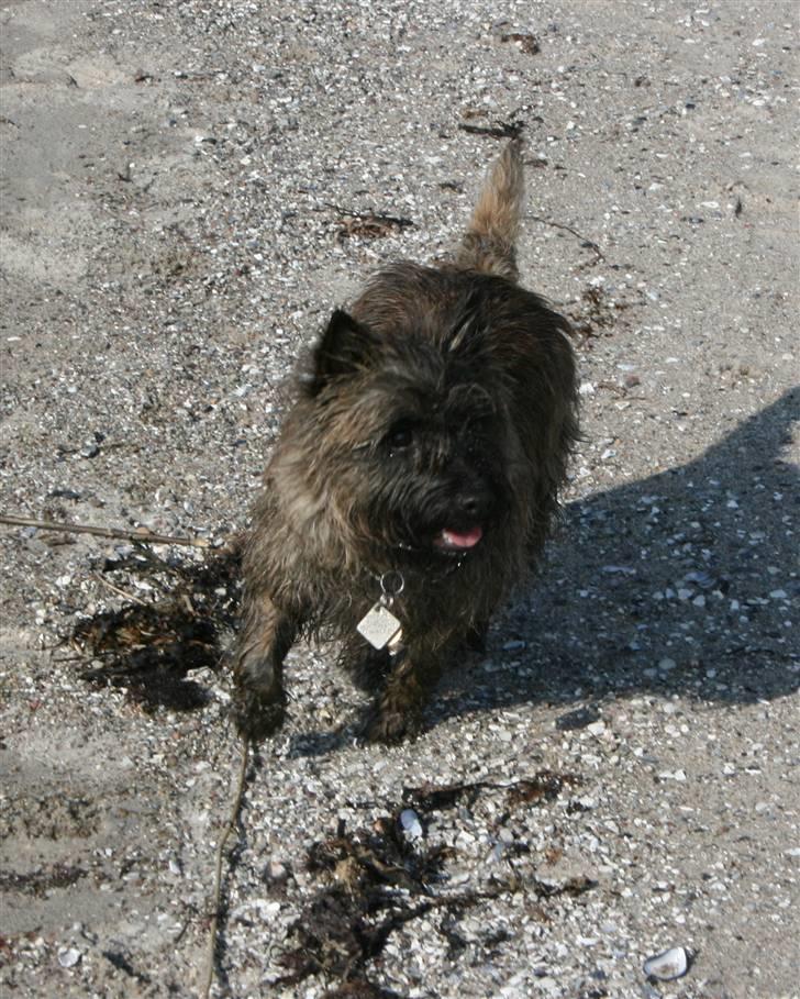 Cairn terrier Cairn-Bechgaard`s Freja  - Stranden - mit bedste legested billede 3