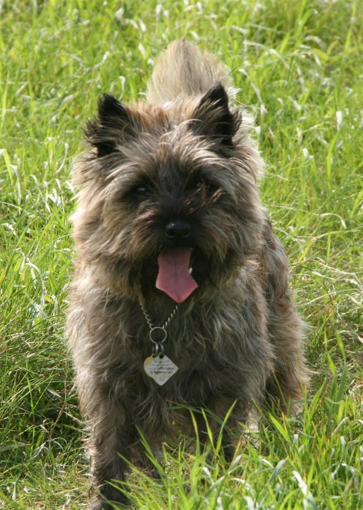 Cairn terrier Cairn-Bechgaard`s Freja  - Marken (da den var der) var heller ikke at foragte... billede 4