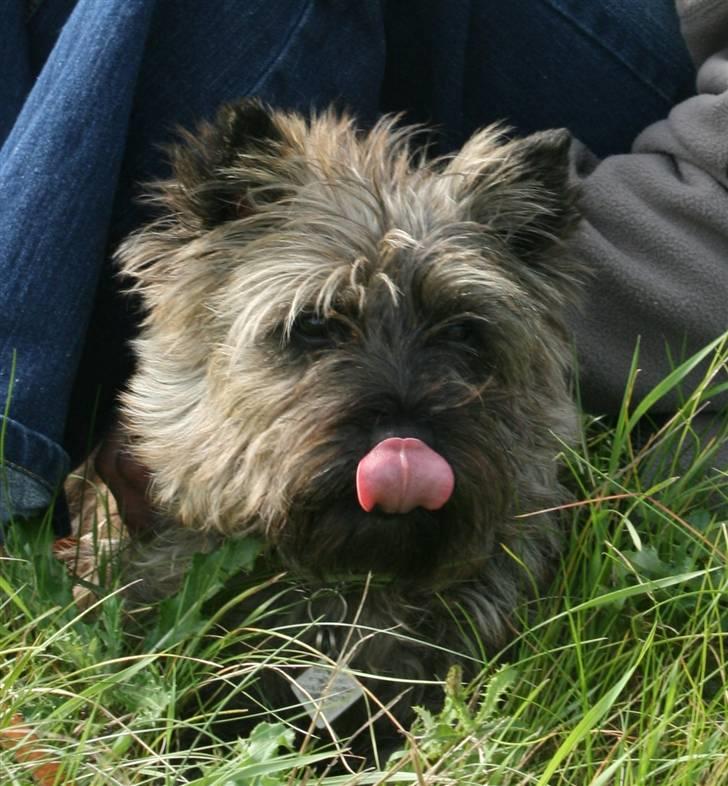 Cairn terrier Cairn-Bechgaard`s Freja  - Se min tunge - et af de tricks jeg kan ! billede 5