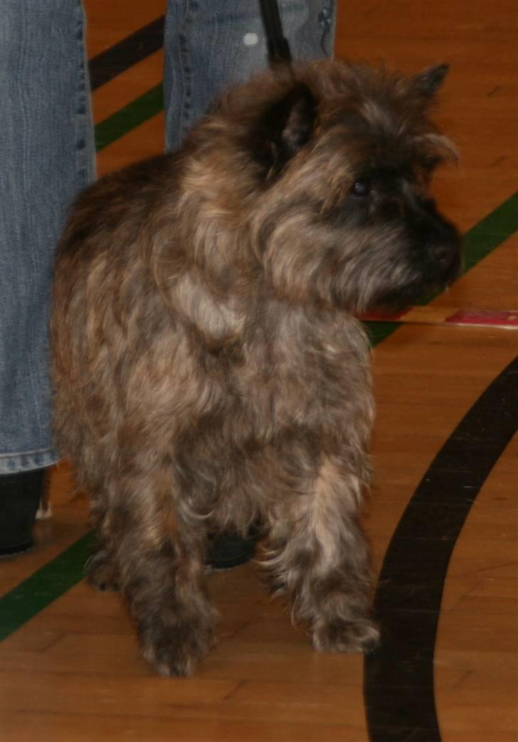 Cairn terrier Cairn-Bechgaard`s Freja  - På udstilling i Hårlev - min første EXCELLENT (vi håber på mere) billede 6