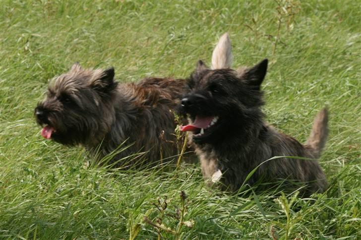 Cairn terrier Cairn-Bechgaard`s Freja  - Freja og Loke på jagt i strid modvind... billede 7