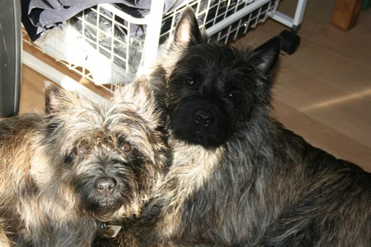 Cairn terrier Cairn-Bechgaard`s Freja  - Min "mand" og jeg nyder dagens sidste solstråle! billede 8