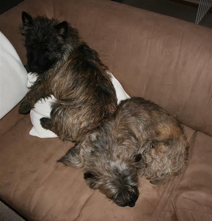 Cairn terrier Cairn-Bechgaard`s Freja  - Ren råhygge i sofaen! billede 9