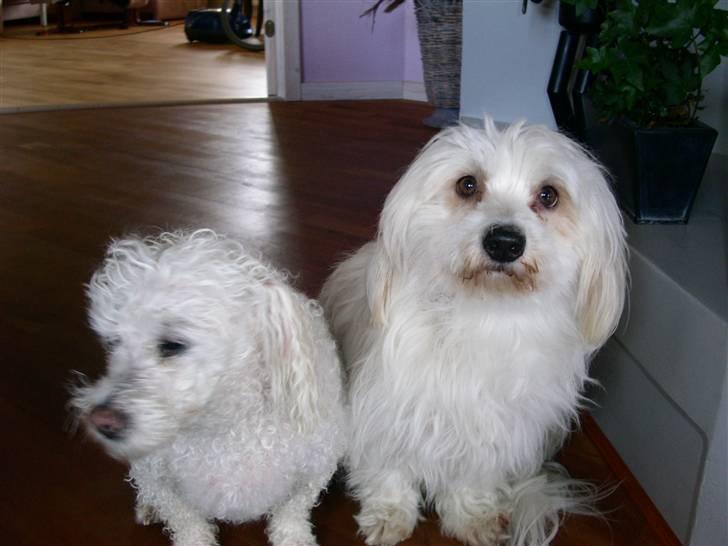 Coton de tulear Luna - Sofus og Luna billede 1