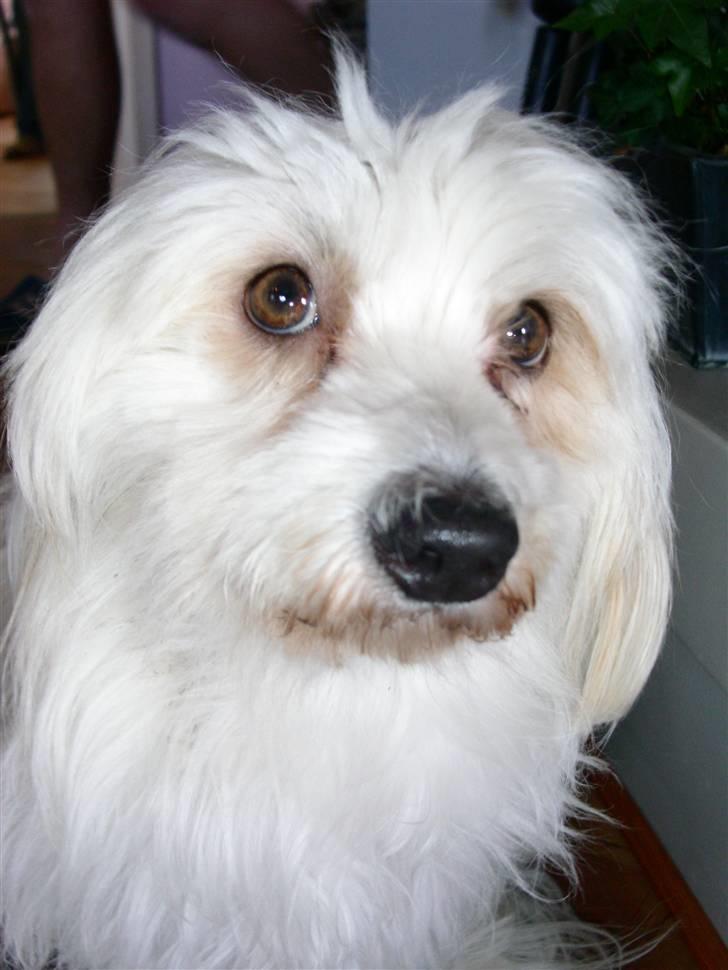 Coton de tulear Luna - Nærbillede af Luna <33 billede 2