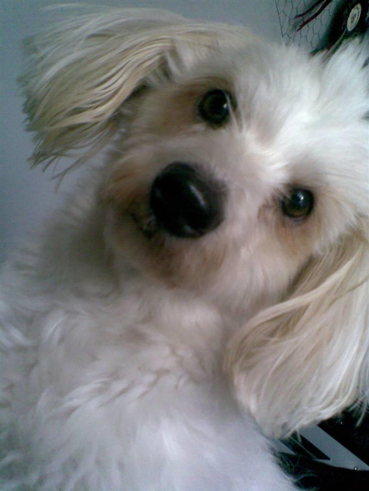 Coton de tulear Luna - Luna efter hun har været til frisør :) billede 3