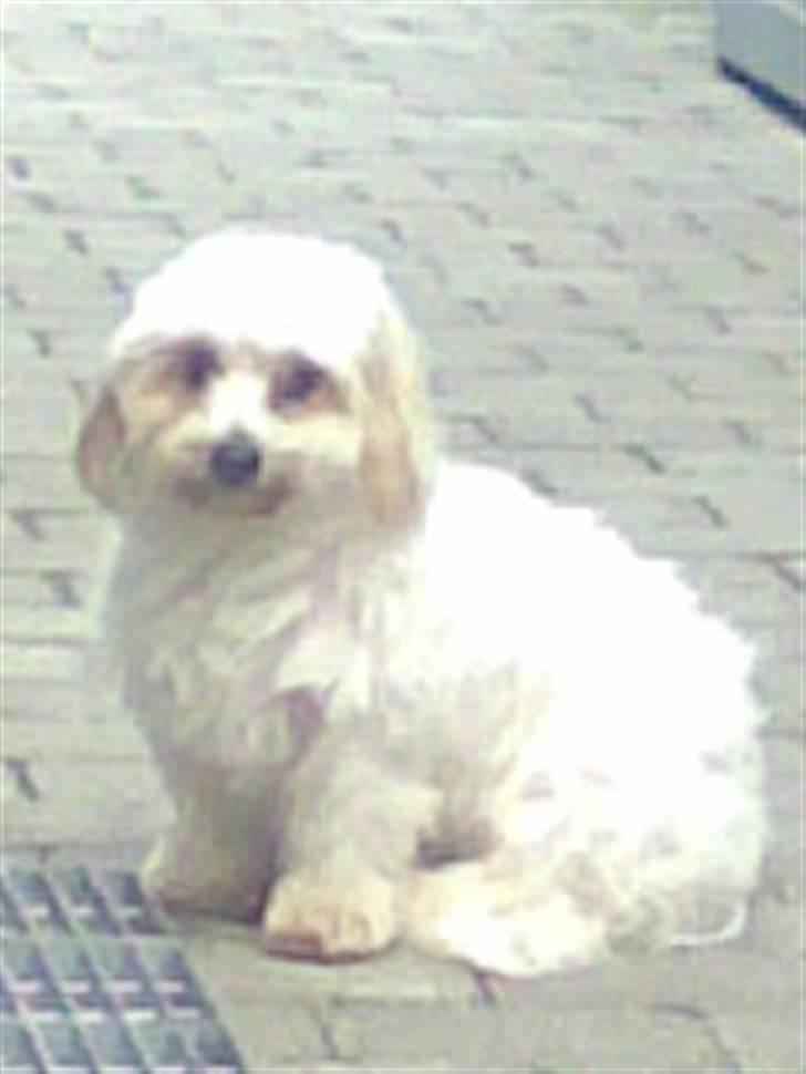 Coton de tulear Luna - Luna en sommerdag <3 billede 4