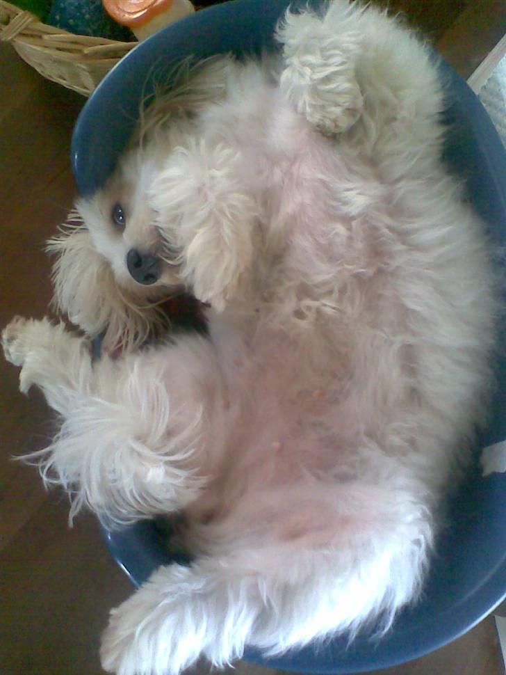 Coton de tulear Luna - Luna i hendes hundekurv. Hun elskede at ligge på denne måde :´) billede 5