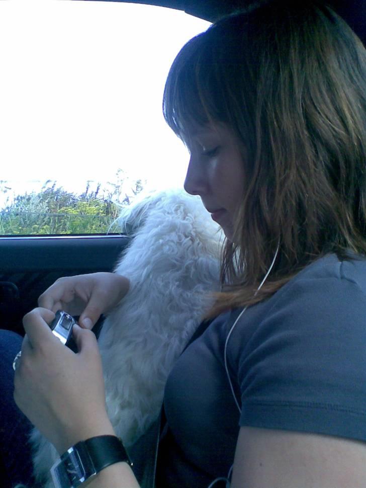 Coton de tulear Luna - Her er vi på vej i sommerhus. Når vi kørte bil havde Luna det ofte varmt, derfor åbnede vi vinduet, så hun kunne stikke hovedet ud og få lidt luft :) billede 6