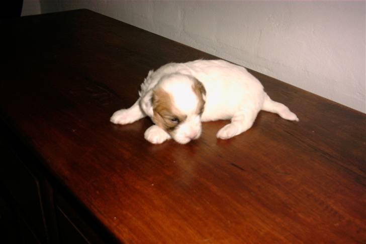 Coton de tulear Luna - Luna som hvald <33 nurh.. billede 7