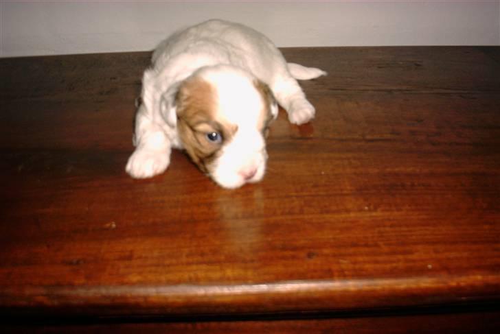 Coton de tulear Luna - Luna som hvalp <3 billede 8