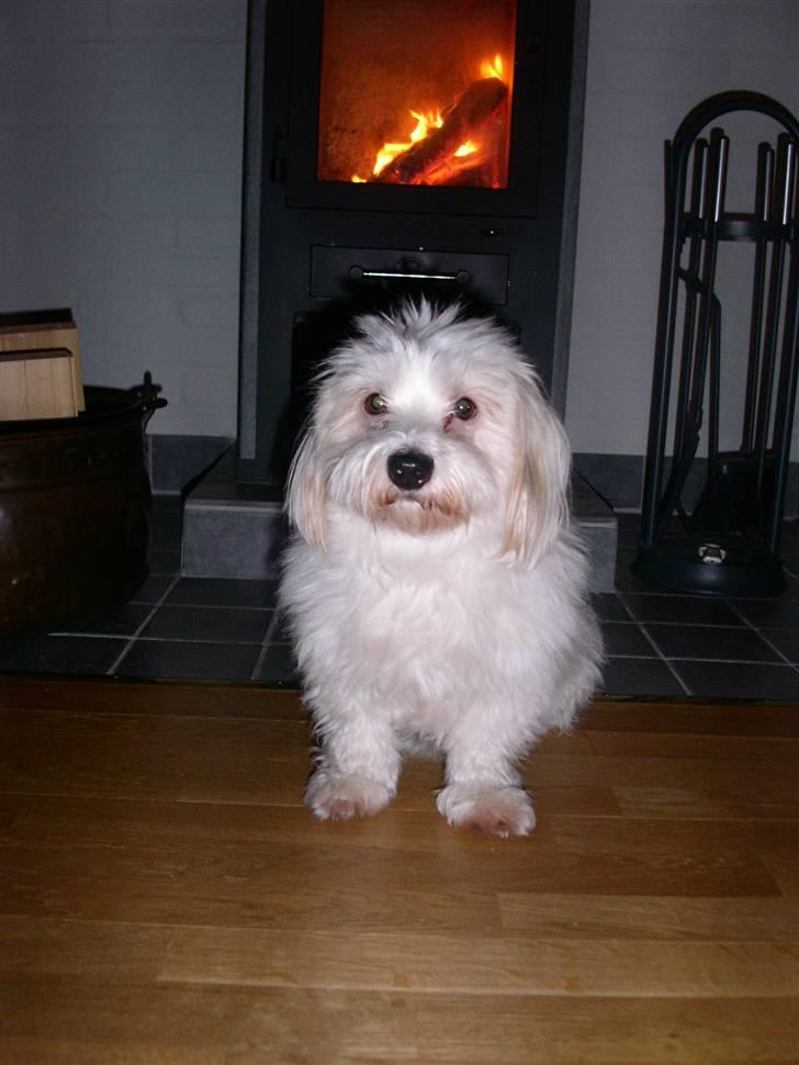 Coton de tulear Luna billede 9