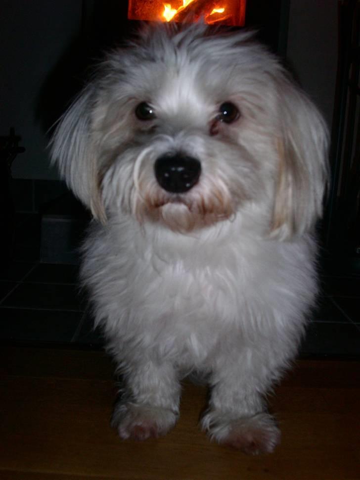 Coton de tulear Luna billede 10