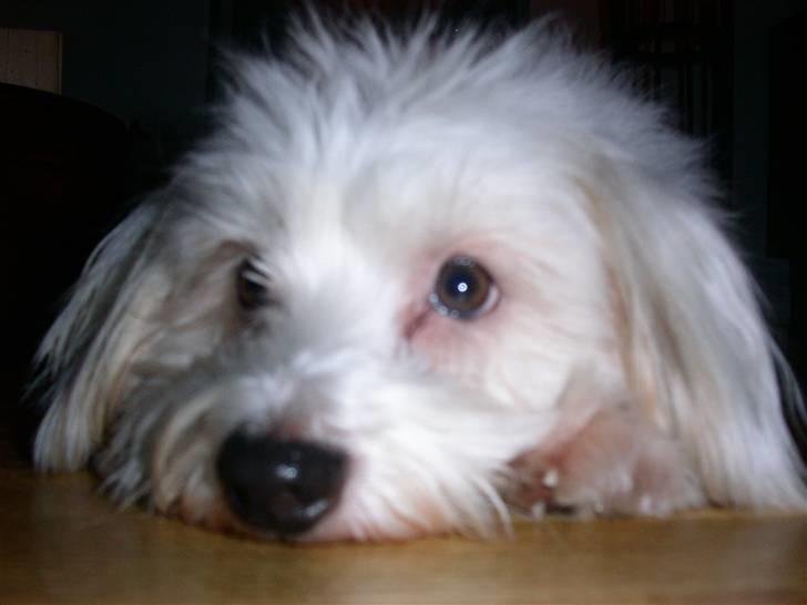 Coton de tulear Luna billede 11