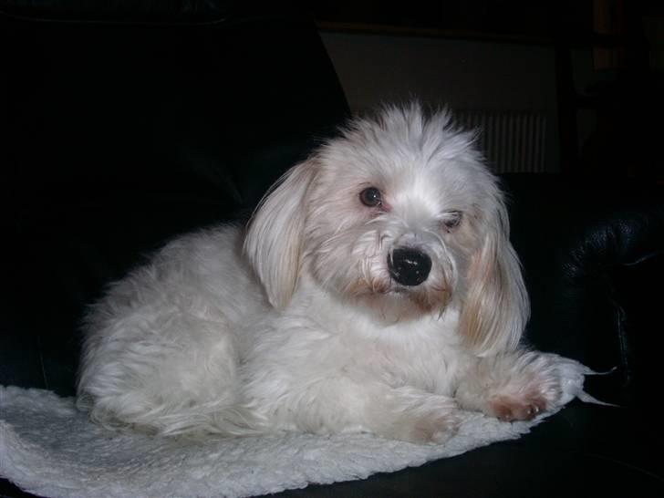 Coton de tulear Luna billede 12
