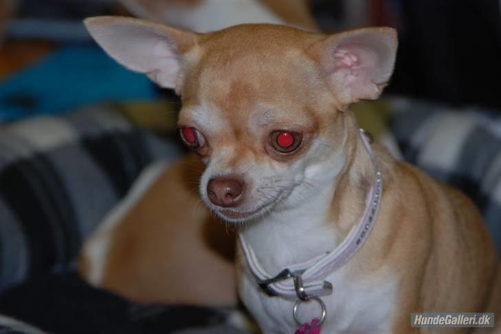 Chihuahua Solajma - Til udstilling i Fladså . d. 5/4-o9 .. Taget af Kristi ..  billede 14