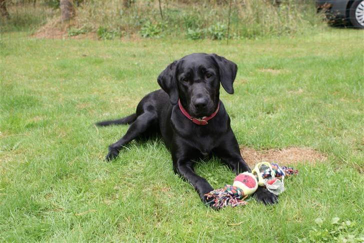 Blanding af racer Nala - Fotogen ja nemlig ja.. jeg elsker kameraet billede 1