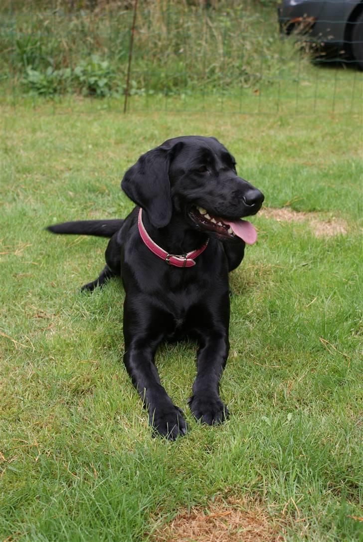 Blanding af racer Nala - Har i set hvor flot jeg kan ligge billede 2