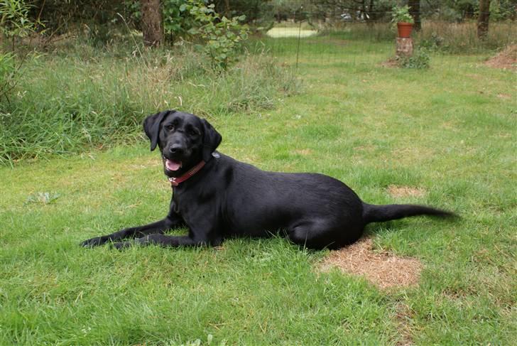 Blanding af racer Nala - Dejlige Nala billede 3