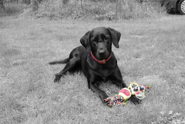 Blanding af racer Nala - Har lige leget lidt med billedet :D billede 4