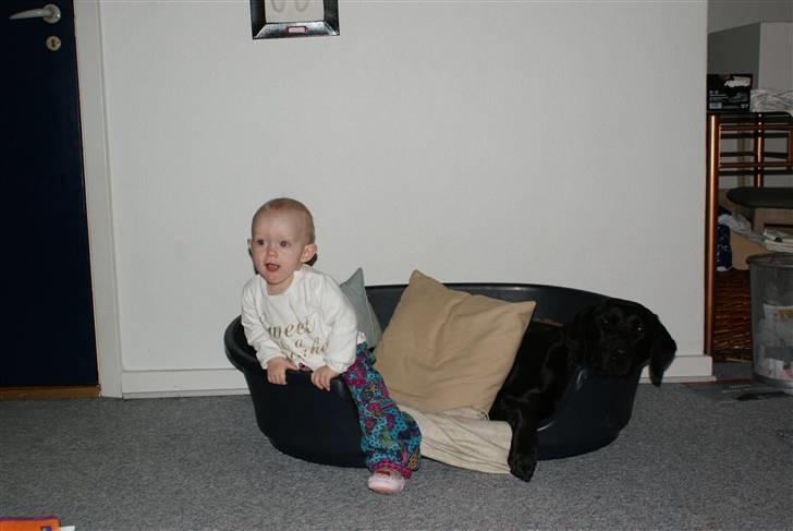 Blanding af racer Nala - Deler lige kurv med familens datter billede 5