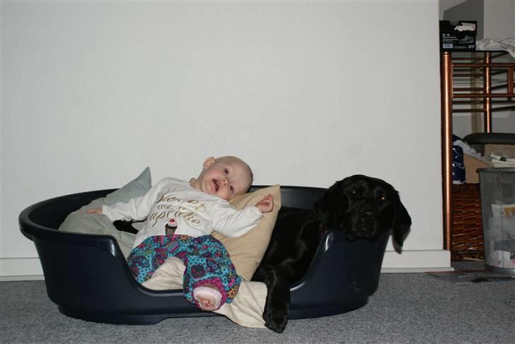 Blanding af racer Nala - Skøøøønt med lidt familie hygge :D billede 6