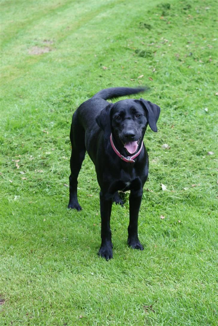 Blanding af racer Nala - hov der var da lige et kamera billede 7