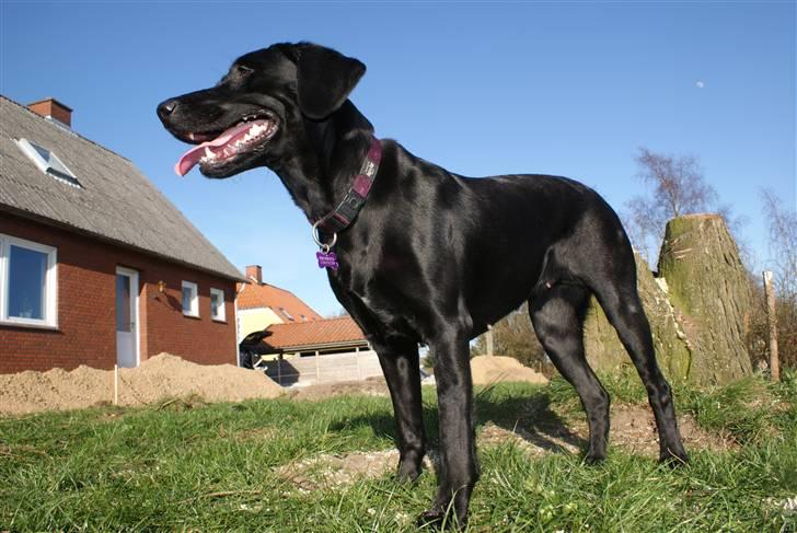 Blanding af racer Nala - billedet er taget nedefra... syntes det har en god indfaldsvinkel billede 8