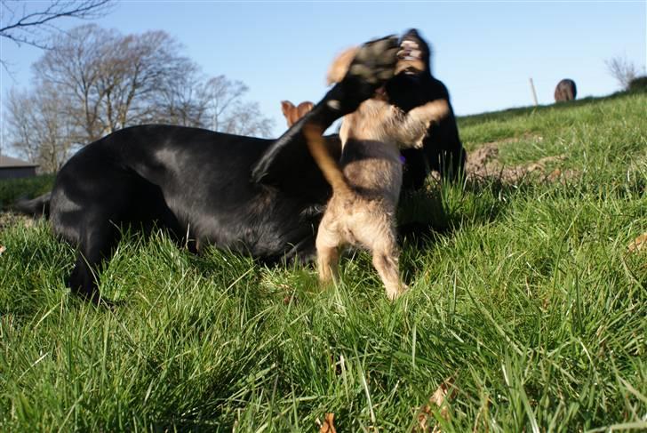 Blanding af racer Nala - Slåsser lige lidt med min lillesøster Diva billede 9