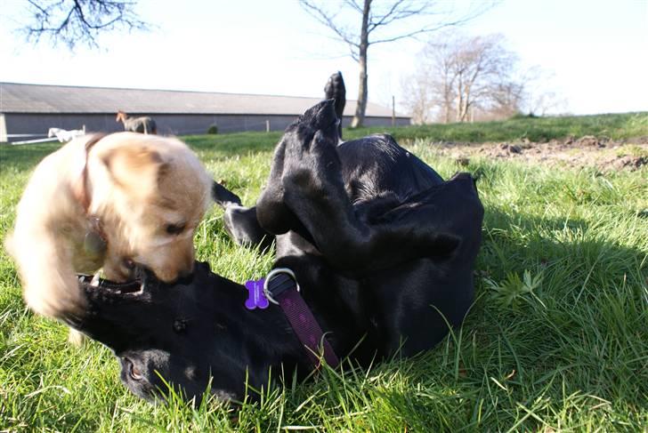 Blanding af racer Nala - WRAAAAA :D billede 10