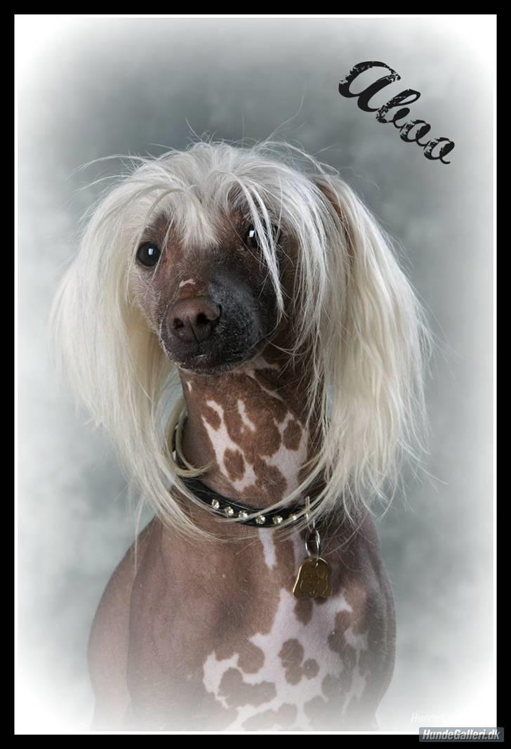 Chinese crested hårløs Aboo  - redigeret af Stephanie V  billede 16