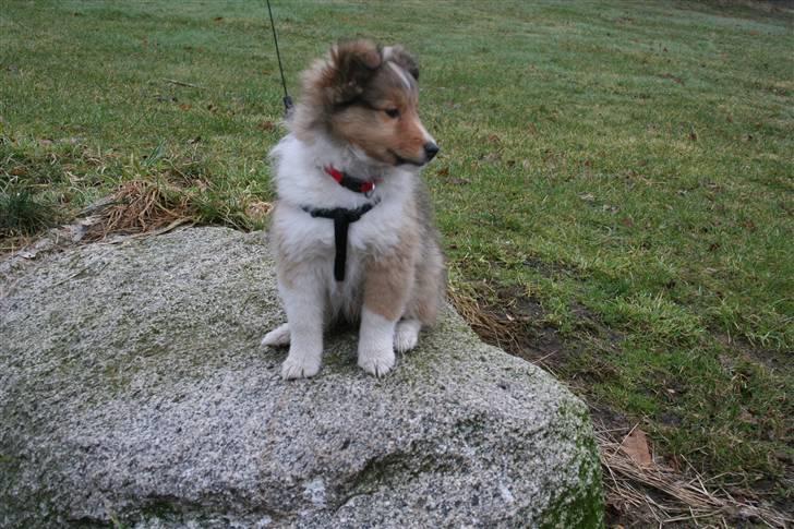 Shetland sheepdog Ayko billede 1
