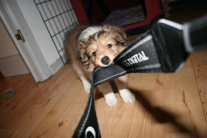 Shetland sheepdog Ayko billede 2