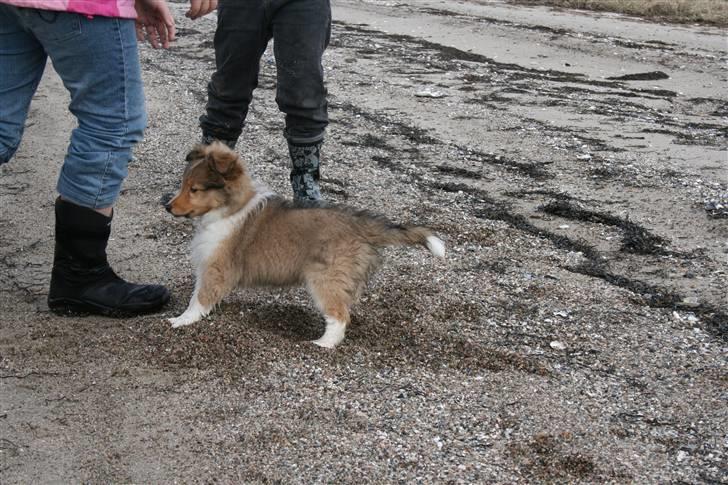 Shetland sheepdog Ayko billede 3