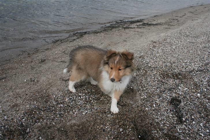 Shetland sheepdog Ayko billede 4