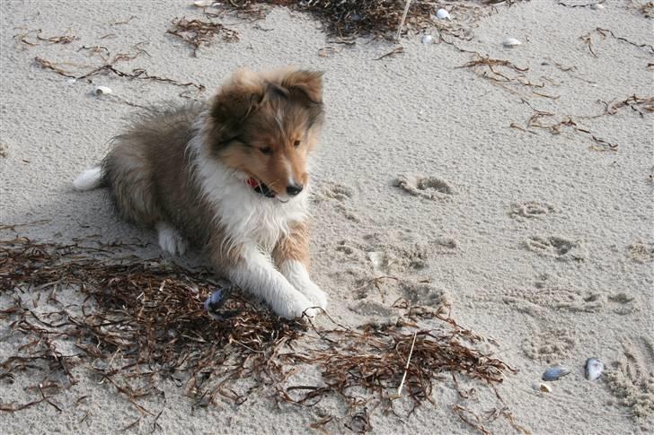 Shetland sheepdog Ayko billede 5
