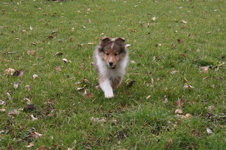 Shetland sheepdog Ayko billede 6