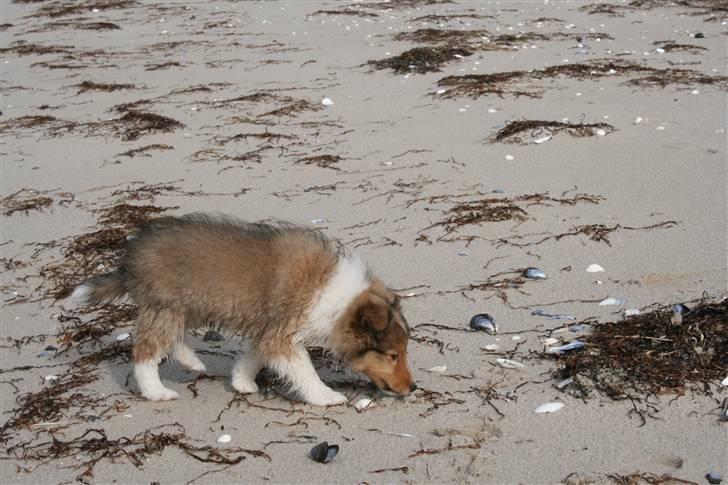 Shetland sheepdog Ayko billede 7