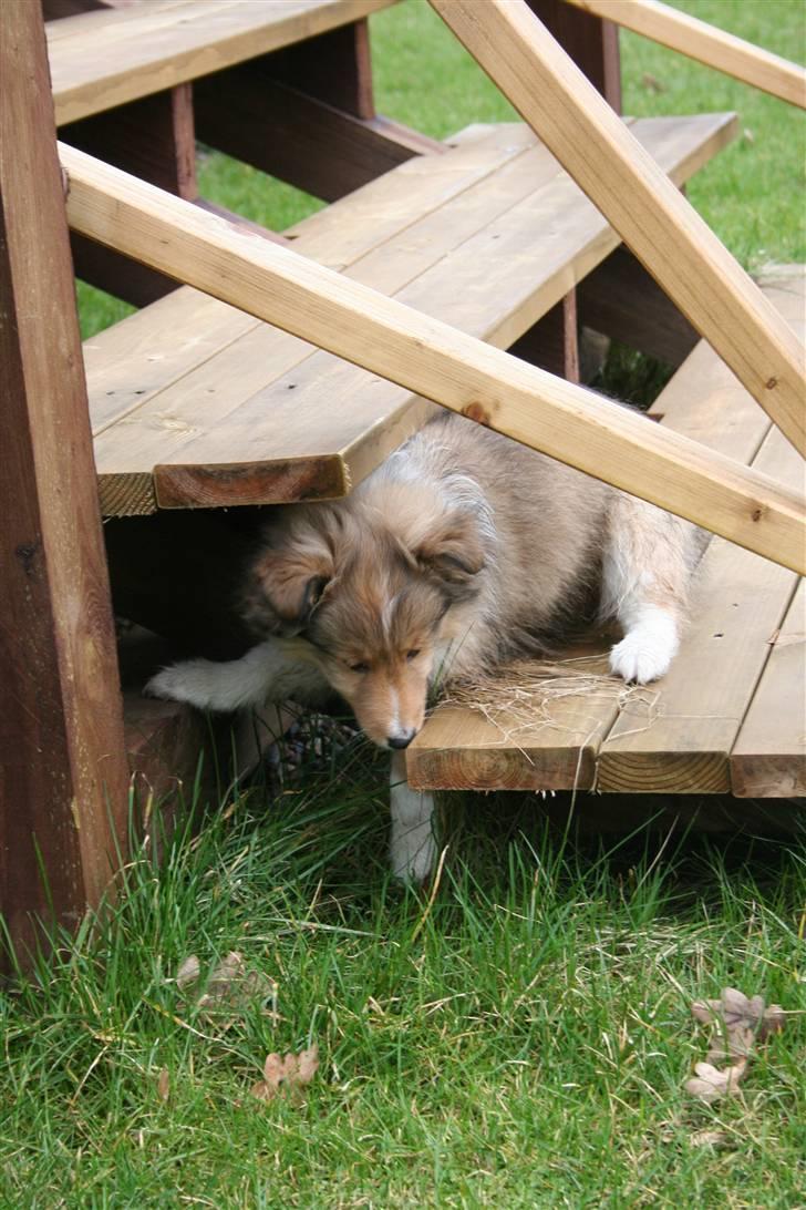 Shetland sheepdog Ayko billede 8