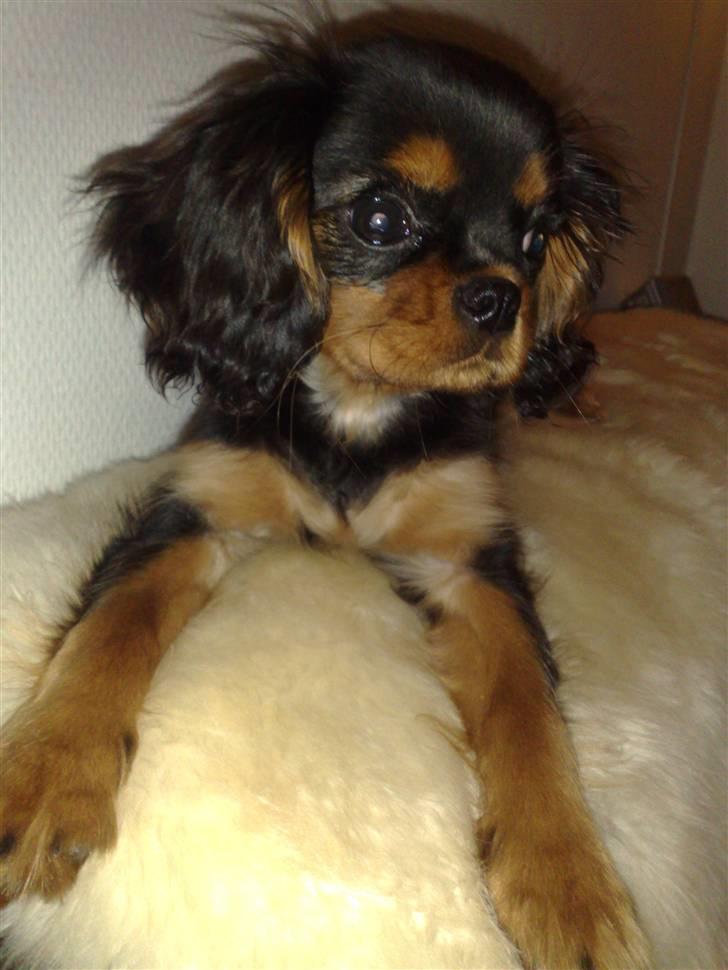 Cavalier king charles spaniel Pultz`s Sofie (Zia) *RIP* - Ligger lige og troner på sofaryggen :0) billede 1