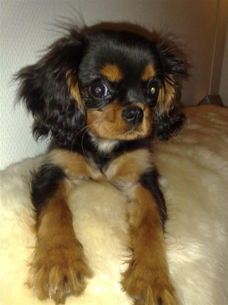 Cavalier king charles spaniel Pultz`s Sofie (Zia) *RIP* - Hvad...???? billede 2