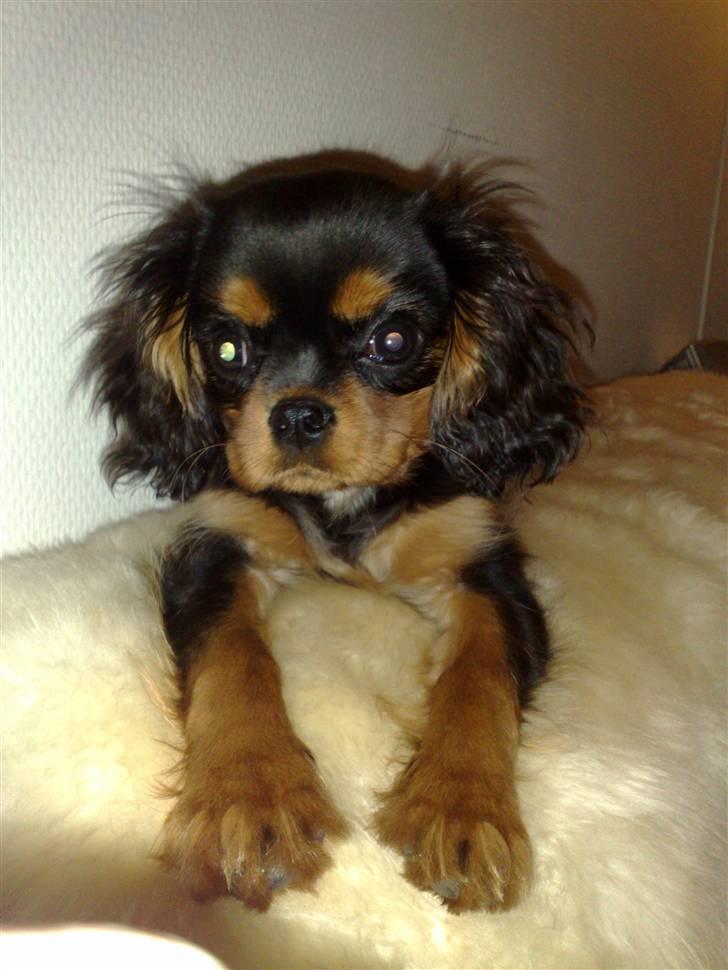 Cavalier king charles spaniel Pultz`s Sofie (Zia) *RIP* - Man er vel lidt lækker ;0) billede 3