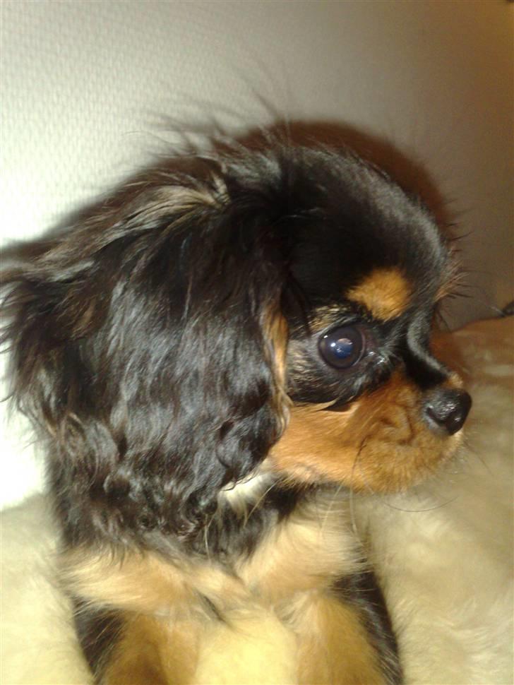 Cavalier king charles spaniel Pultz`s Sofie (Zia) *RIP* - Og så lige i profil. billede 4